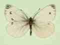 Pieris napi (gynandromorph 7) (Internet Image property of respective owner, non-commercial use only)